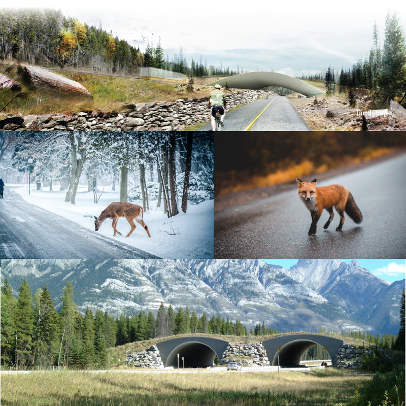 WILDLIFE CROSSING INFRASTRUCTURE FOR A GREEN RECOVERY: