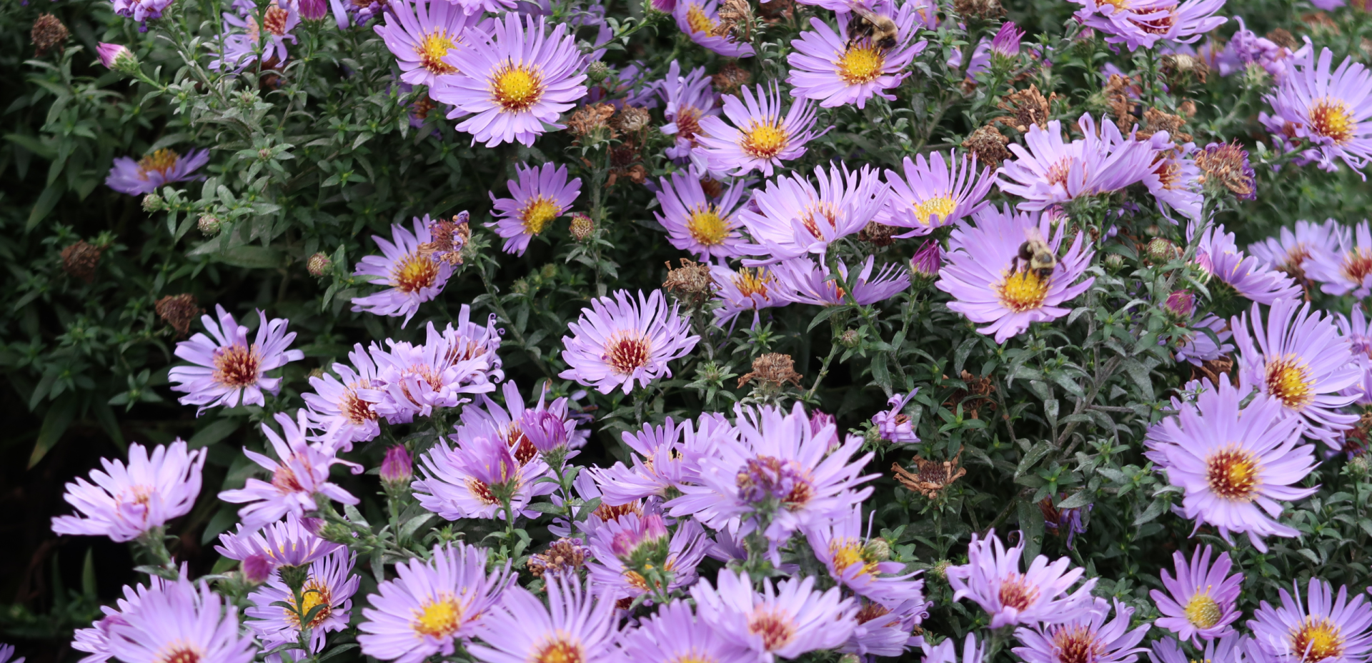 BYLAWS FOR BIODIVERSITY: 1