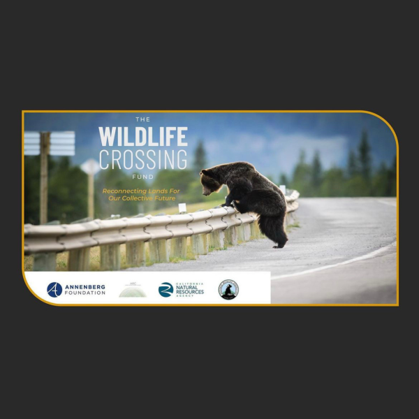 THE WILDLIFE CROSSING FUND: RECONNECTING LANDS FOR OUR COLLECTIVE FUTURE