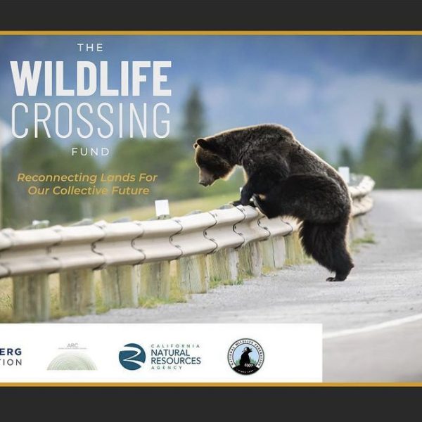 THE WILDLIFE CROSSING FUND: WE’RE RECONNECTING LANDS FOR OUR COLLECTIVE FUTURE