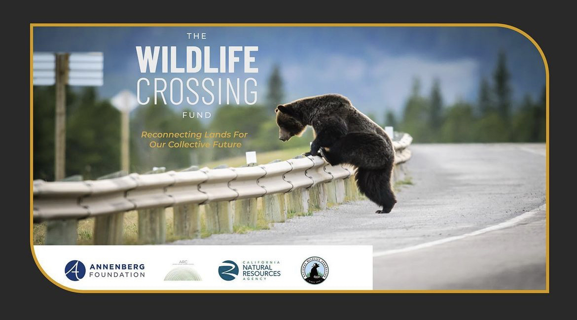 THE WILDLIFE CROSSING FUND: WE’RE RECONNECTING LANDS FOR OUR COLLECTIVE FUTURE