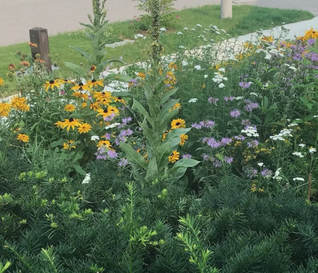 Bylaws for Biodiversity: Barriers and Opportunities for Naturalized Gardens on Private Property