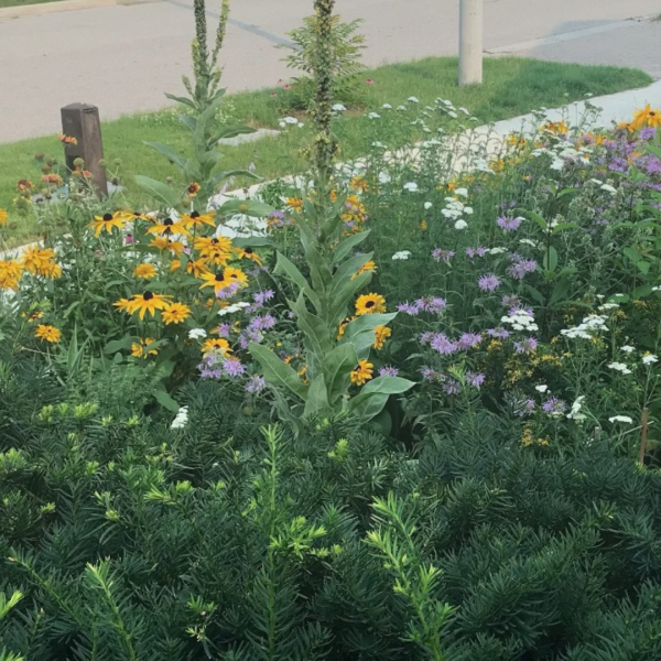Bylaws for Biodiversity: Barriers and Opportunities for Naturalized Gardens on Private Property