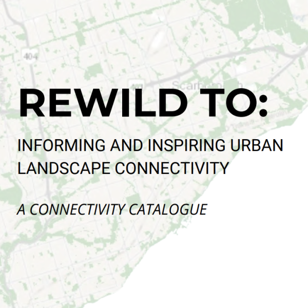 REWILD TO