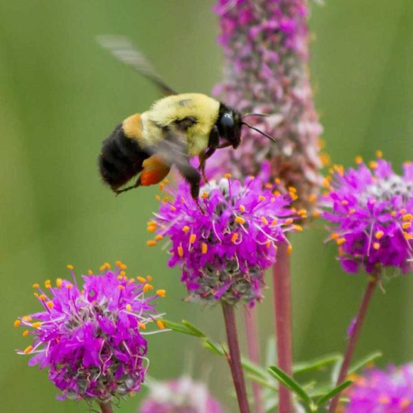 BUZZING ALONG THE WATERFRONT