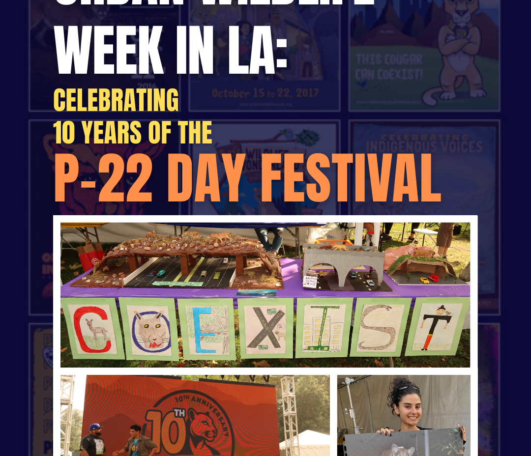 Urban Wildlife Week: Celebrating 10 Years of the P-22 Day Festival