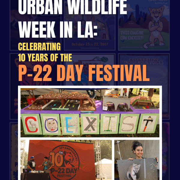 Urban Wildlife Week: Celebrating 10 Years of the P-22 Day Festival